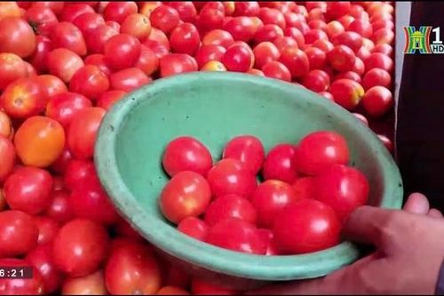 Cà chua tăng giá 400% tại Ấn Độ