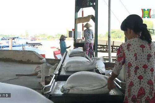 Giá gạo xuất khẩu cao nhất 10 năm qua