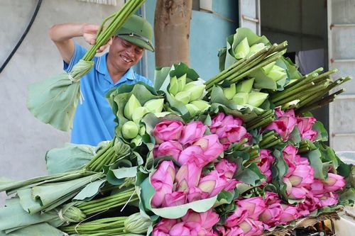 Phát triển thương hiệu trà sen Mê Linh