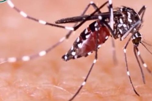 Đột biến gene liên quan đến muỗi sốt xuất huyết Aedes aegypti kháng hóa chất diệt côn trùng