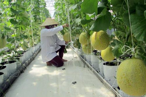 Nhiều vùng nông nghiệp công nghệ cao ở Đà Nẵng vẫn… trên giấy!