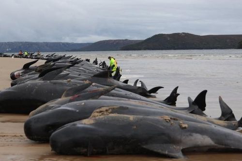 Hơn 50 con cá voi chết hàng loạt trên bờ biển Scotland