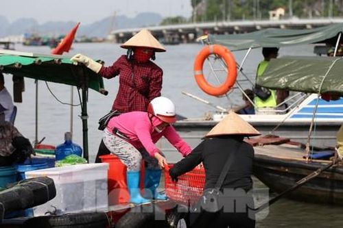 Quảng Ninh bắt đầu cấm biển, trên 1.000 người ứng trực chống bão