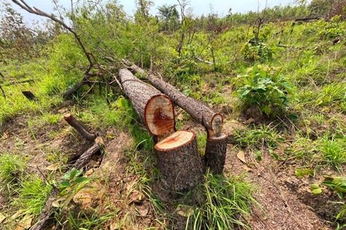 Khẩn trương điều tra, xử lý nghiêm vụ phá rừng ở Lâm Hà