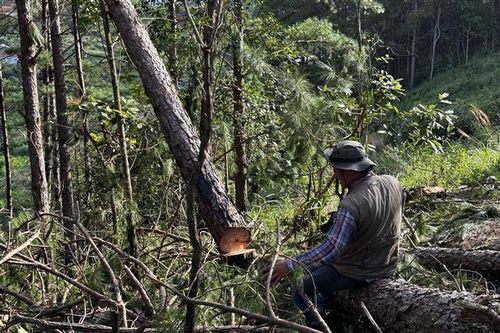 Lâm Đồng chỉ đạo xử lý nghiêm vụ triệt hạ rừng thông gần 30 năm tuổi