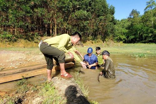 Chặt cây rừng về làm quan tài, 2 hộ dân bị phạt 10 triệu đồng
