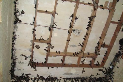 Bình Phước lần đầu có nghị quyết quy định vùng nuôi chim yến