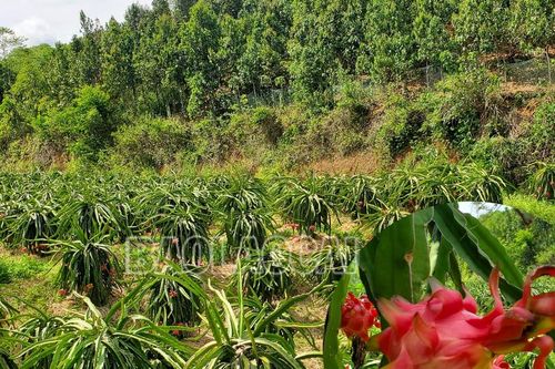 Minh Tân mùa thu hoạch thanh long ruột đỏ
