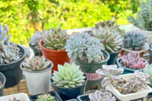 Độc đáo thú chơi sen đá