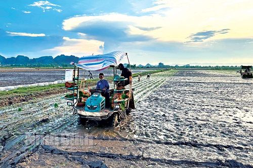 Nỗ lực hoàn thành gieo cấy lúa Mùa trong khung thời vụ tốt nhất