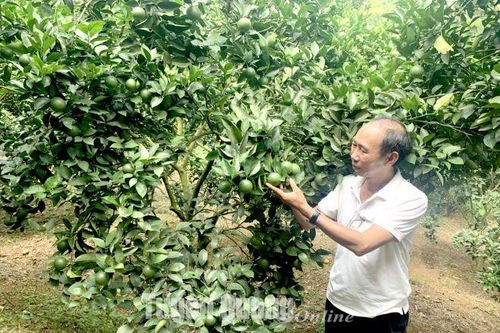 Agribank Yên Sơn: Tiếp sức cho hợp tác xã tăng trưởng bền vững