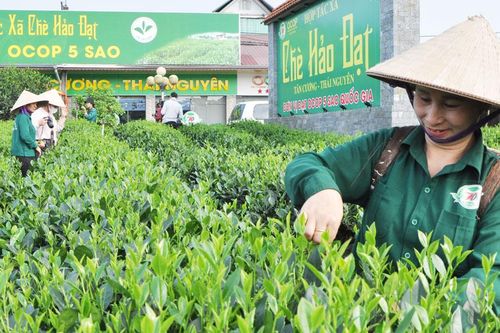 Hội thảo xây dựng Đề án 'Phát triển cây chè đến năm 2030'