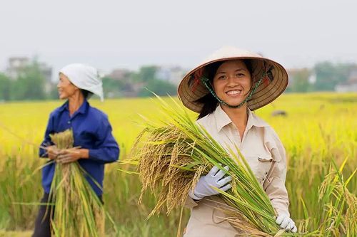 Gạo Trung An (TAR): Liên tiếp trúng thầu xuất khẩu gạo sang Hàn Quốc, cổ phiếu tăng 49%