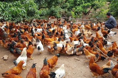 HTX gặp khó khi chăn nuôi trên rừng nhưng không được xây trang trại