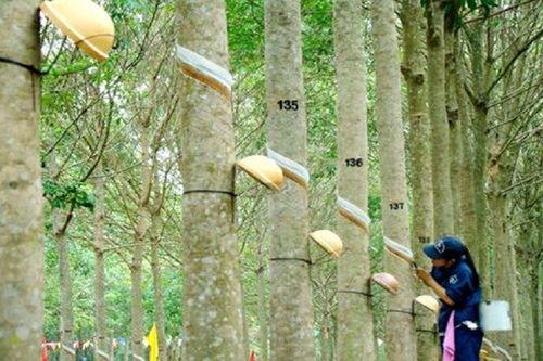 Lợi nhuận của Cao su Phước Hòa có thể giảm đến năm 2024