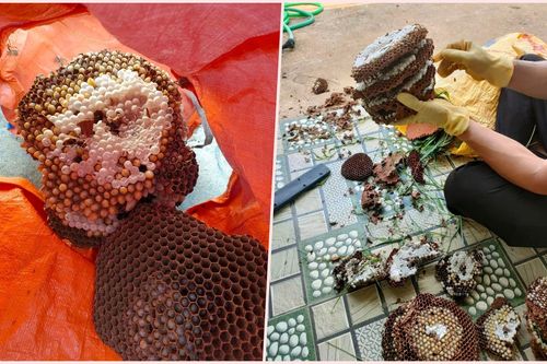 Kiếm bạc triệu mỗi ngày dễ như trở bàn tay nhờ mùa săn ong rừng lấy nhộng