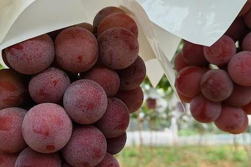 Nho đắt nhất thế giới 250 triệu đồng/chùm giờ chỉ 275 ngàn