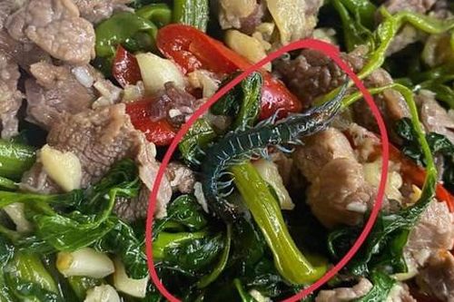 Hà Nội: Kiểm tra nhà hàng Mai Hương sau thông tin con rết xuất hiện trong đĩa rau muống xào, phát hiện chuột ở nơi chế xuất thực phẩm