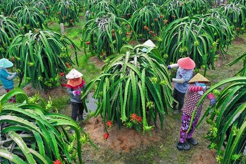 Xây dựng ít nhất 300 mô hình hợp tác xã nông nghiệp điển hình hoạt động hiệu quả