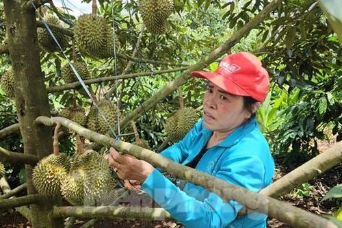 Tiền tỷ treo trên cây, nông dân thấp thỏm theo mưa gió