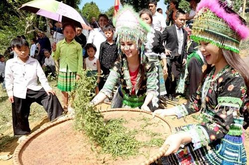 Yên Bái: Lễ hội Trà Shan tuyết huyện Văn Chấn lần thứ nhất sẽ tổ chức vào tháng 9/2023