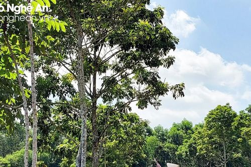 Thương lái Nghệ An bỏ hàng trăm triệu mua 'vàng đen' trên cây