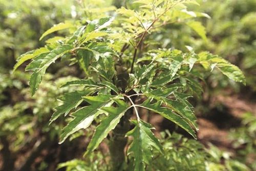 Những bài thuốc chữa bệnh hiệu quả từ cây đinh lăng
