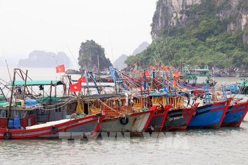 Ứng phó với bão số 1: Các tàu thuyền đã vào nơi tránh trú bão an toàn