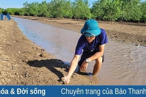 Rừng ngập mặn Đa Lộc - 'Lá chắn xanh' bảo vệ người dân