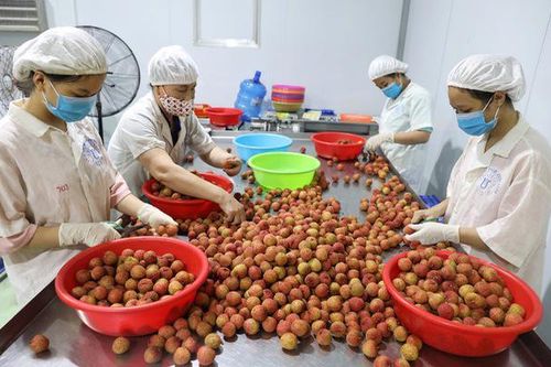 Nâng cao chất lượng trái vải Việt Nam để tăng sức cạnh tranh tại thị trường Australia