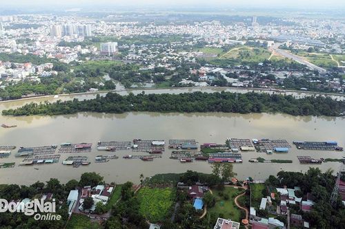 Sớm di dời các lồng bè nuôi cá để thi công cầu Thống Nhất