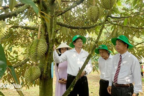 Xây dựng chuỗi liên kết bền vững cho trái cây tươi