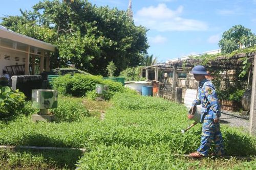 Xanh mát những vườn rau ở Trường Sa