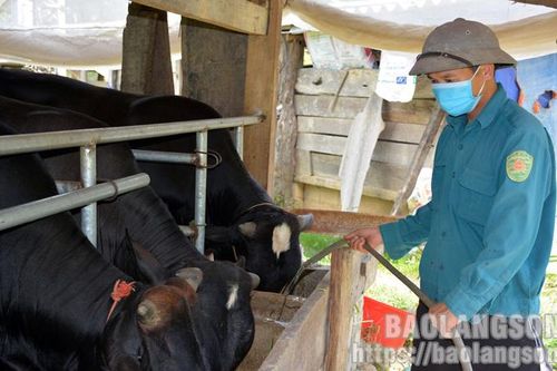 Hội Nông dân Bình Gia: Đồng hành, hỗ trợ nông dân phát triển kinh tế