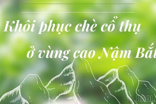 Khôi phục chè cổ thụ ở vùng cao Nậm Bắt