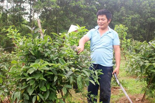 TP. Sông Công: Trồng mới 10ha cây dược liệu