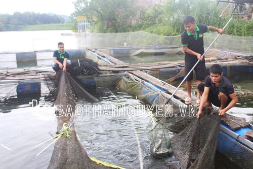 Không để thủy sản nuôi bị thiệt hại do mưa bão