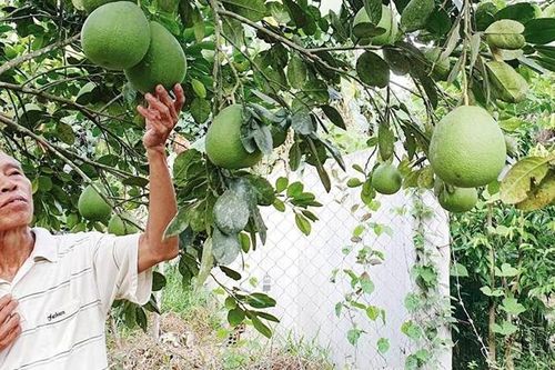 Phát huy lợi thế nông nghiệp vùng gò đồi
