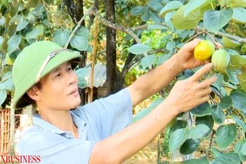 Nâng cao hiệu quả sản xuất, giảm nghèo ở Phù Ninh