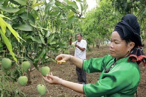 Xoài Sơn La – lại chuyện 'được mùa mất giá'