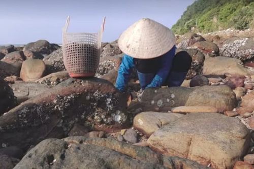Quảng Ninh: Kỳ nghỉ hè và nghề tay trái của giáo viên ở đảo