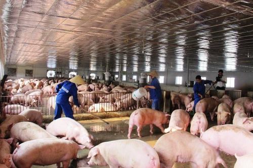 Giá lợn hơi tăng trở lại, thuận lợi cho tái đàn