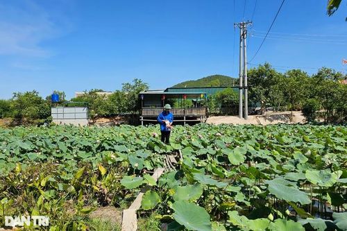 Chàng kỹ sư trẻ bỏ việc ở thủ đô về quê bắt bãi đất hoang 'nở ra tiền'
