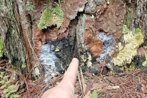 Truy tìm đối tượng 'đầu độc' gần 100 cây thông ba lá ở Lâm Đồng