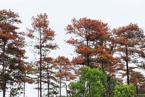 Truy tìm thủ phạm đầu độc gần 100 cây thông ba lá ở Lâm Đồng