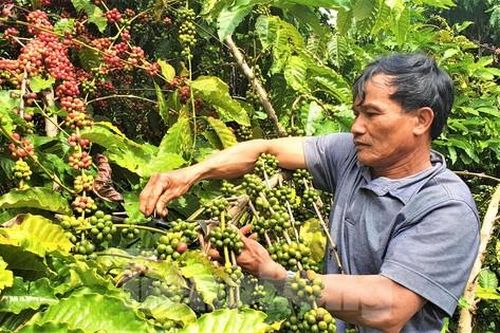 Việt Nam xuất khẩu cà phê đứng thứ 2 thế giới nhưng chưa làm chủ về giá