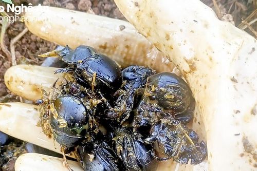 Rộ thu mua côn trùng ở Nghệ An với giá tiền triệu/kg