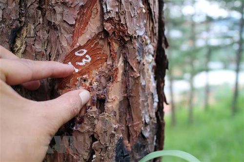 Lâm Đồng: Xử lý nghiêm hành vi 'hạ độc' rừng thông tại Tiểu khu 614