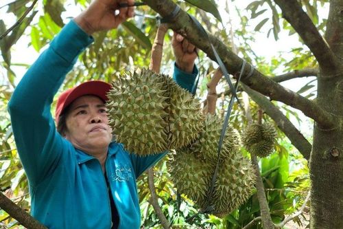 Nông dân trồng cây tiền tỷ tiết lộ 'bí kíp' chống rụng trái