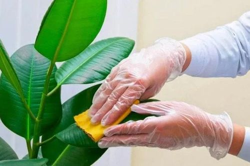 Bột giặt là trợ thủ đắc lực trong việc trồng cây, ai biết sớm thì nhàn sớm